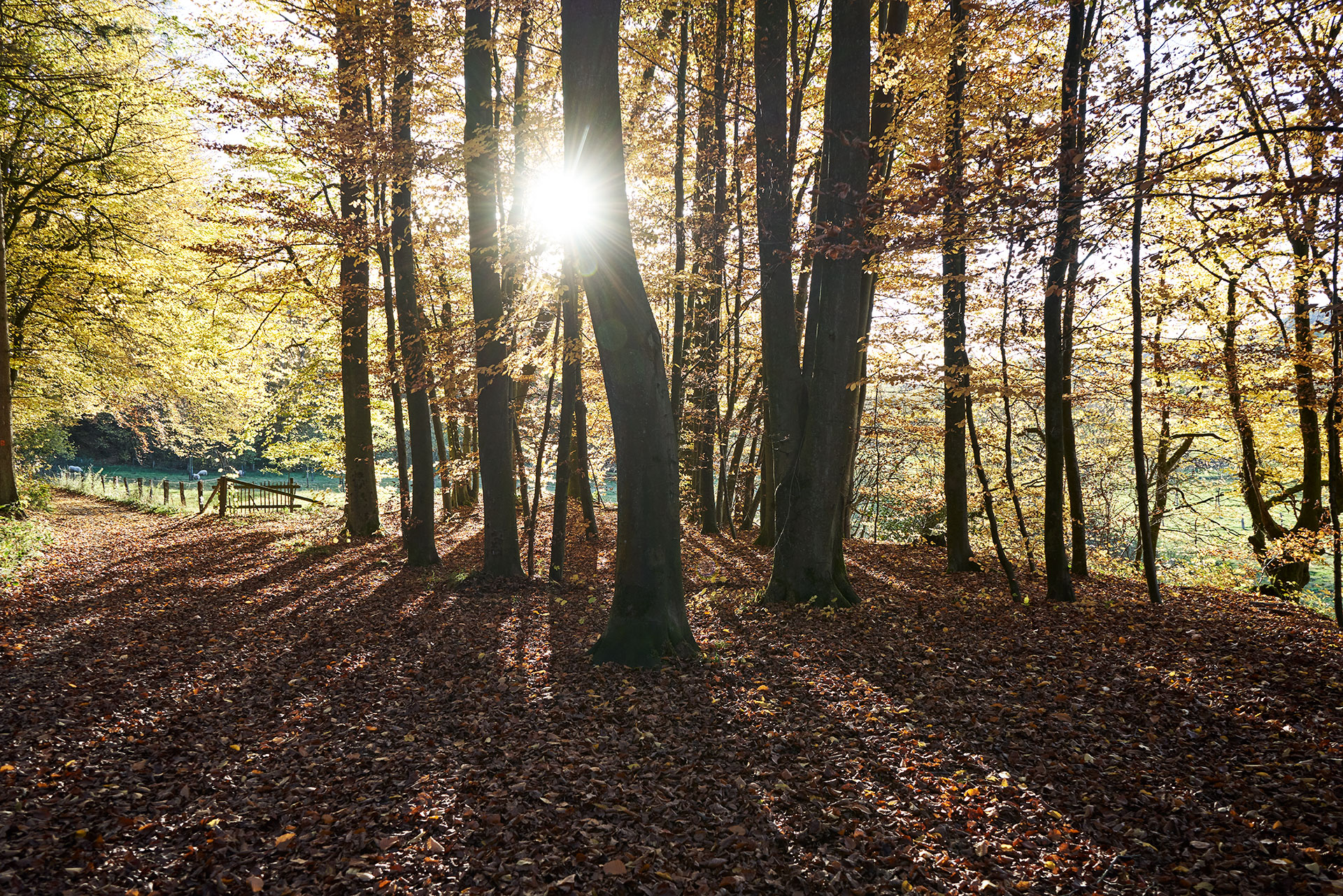 Auszeit in der Natur und arbeiten in Köln oder Bonn